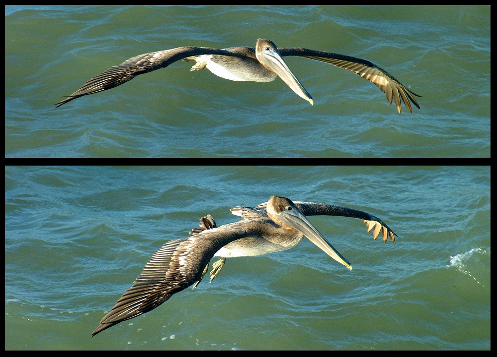 (52) pelican montage.jpg   (1000x720)   297 Kb                                    Click to display next picture